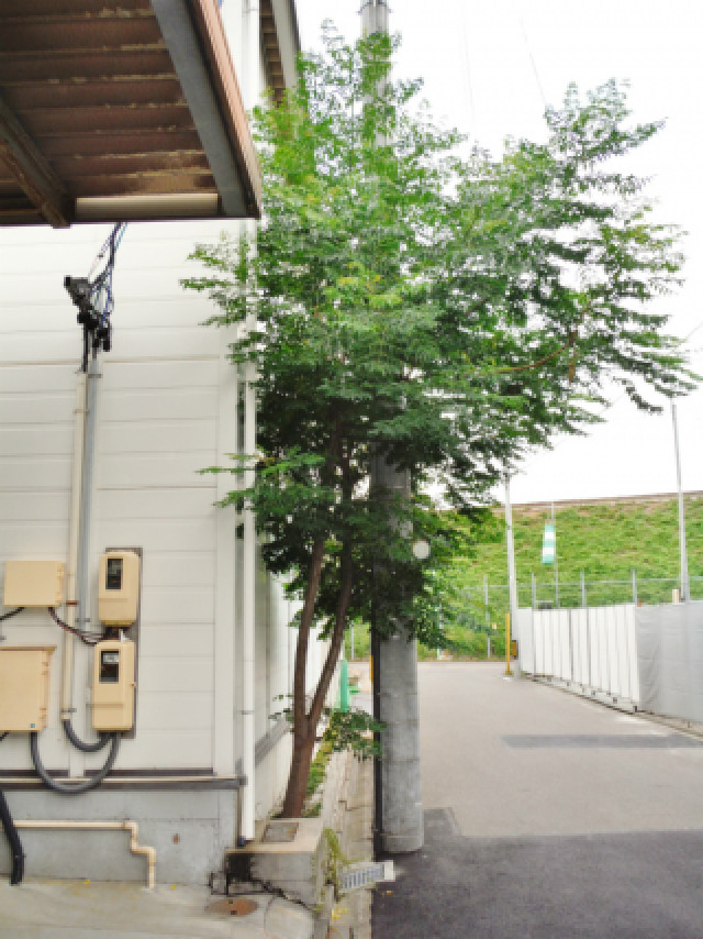 庭木の伐採 見積り費用や料金相場｜庭のお手入れ専門業者・造園